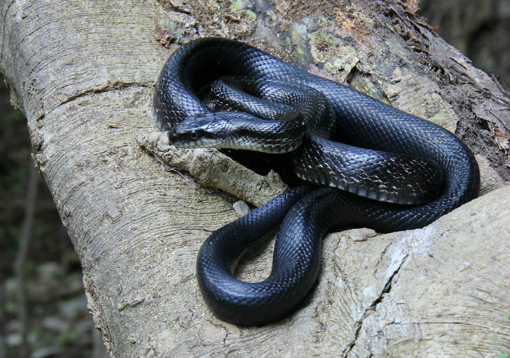 Black Rat Snake